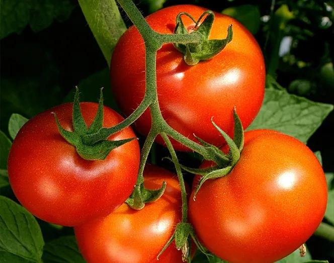 센타에너지(주)